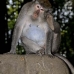 monkey_macaque_balinese_mf_ubud_v_1277_bal4998.jpg